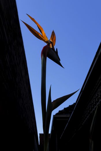 _LIL2740_fstop-2curve_edit_1200px